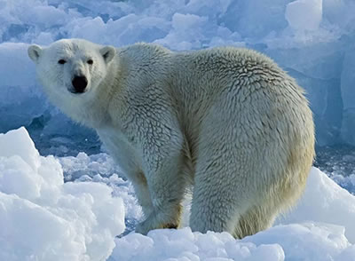 В Москве пройдет первый аукцион в поддержку белых медведей<br />
          