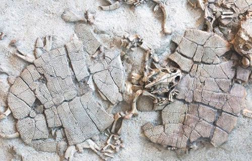 В Венесуэле нашли останки трехметровой доисторической черепахи с рогами<br />
            