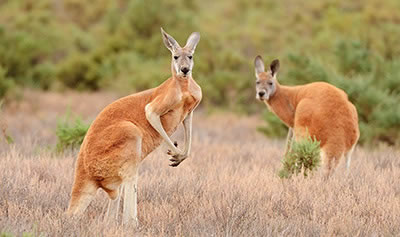 Более 100 видов животных Австралии оказались под угрозой исчезновения из-за пожаров<br />
              